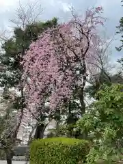 所澤神明社の自然