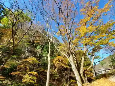 大峯不動尊の自然