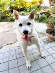 福島八幡宮の動物