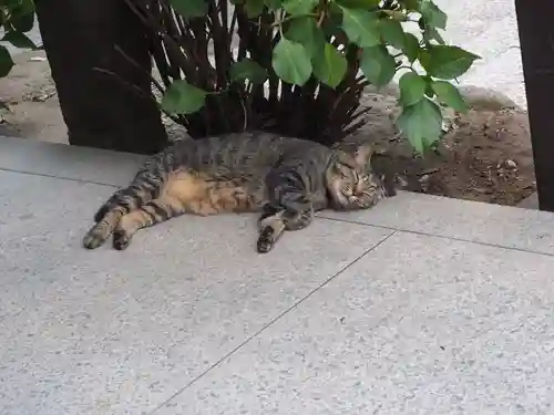 所澤神明社の動物