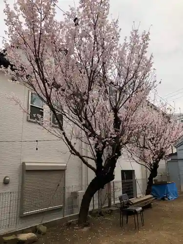 牛込柳町天祖神社の自然