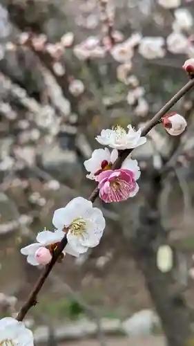 北野天満宮(京都府)