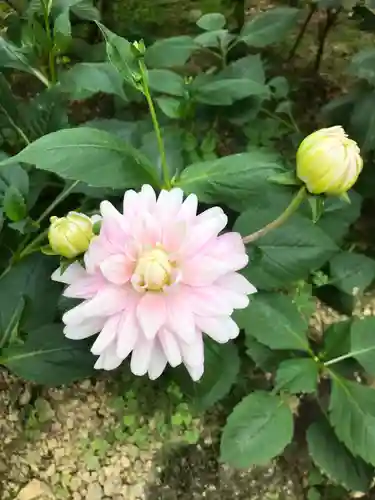 岡寺（龍蓋寺）の自然