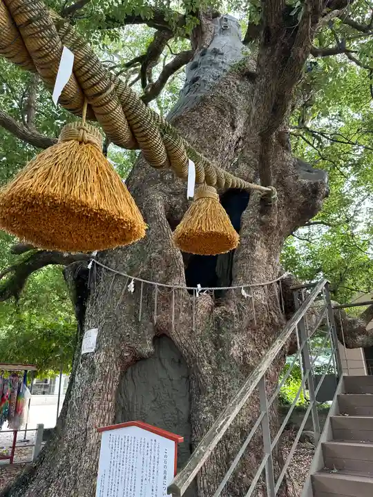 山王神社の自然