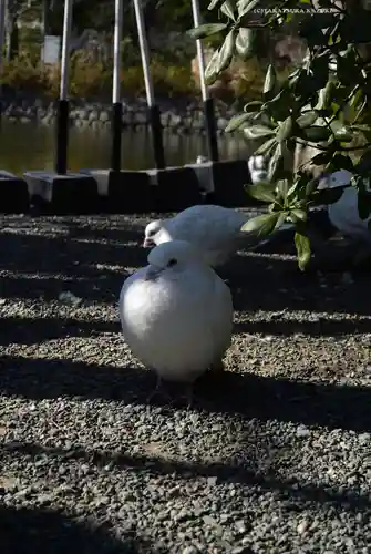 旗上弁財天社の動物