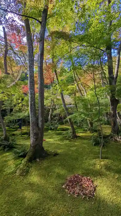 祇王寺(京都府)