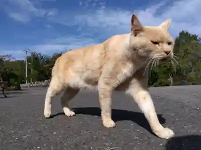 御誕生寺（猫寺）(福井県)
