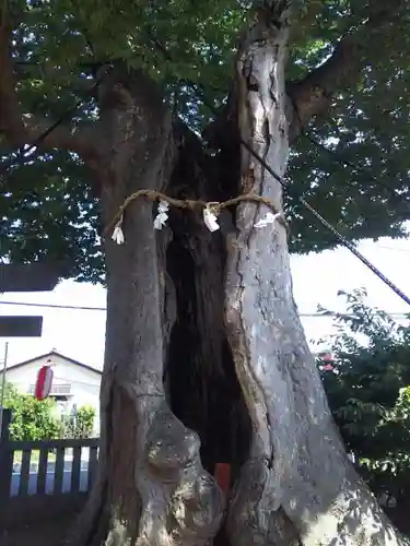 三ツ木神社の自然