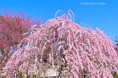 亀戸天神社(東京都)