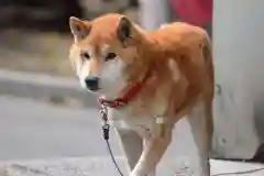 宝光寺の動物