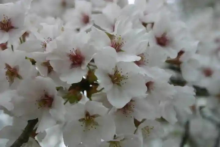 石田神社の自然
