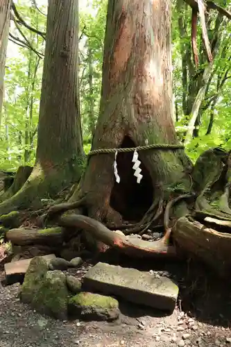 戸隠神社奥社(長野県)