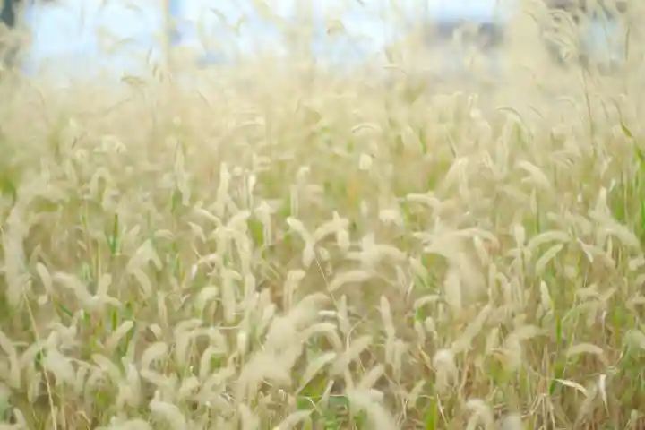 石切劔箭神社(大阪府)