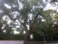 石清水八幡宮(京都府)