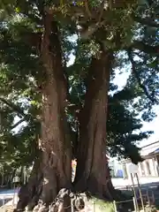 高麗川神社の自然