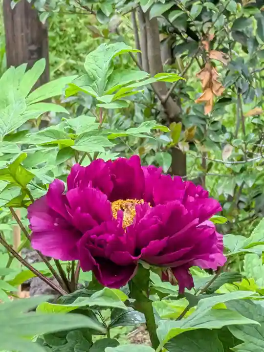 東長谷寺 薬王院(東京都)