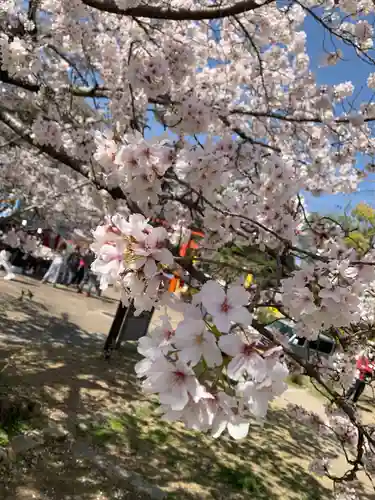 八坂神社(祇園さん)の自然