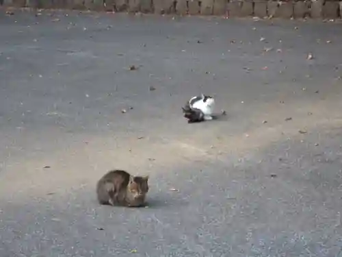 唐澤山神社の動物