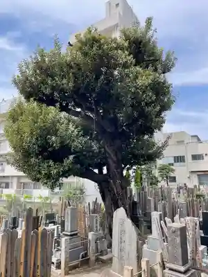 青雲寺(東京都)