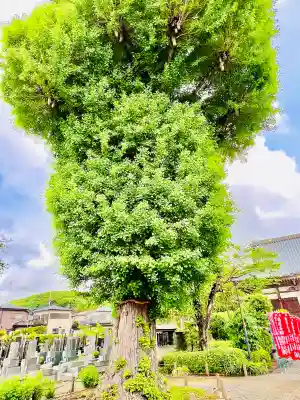 華藏院(神奈川県)