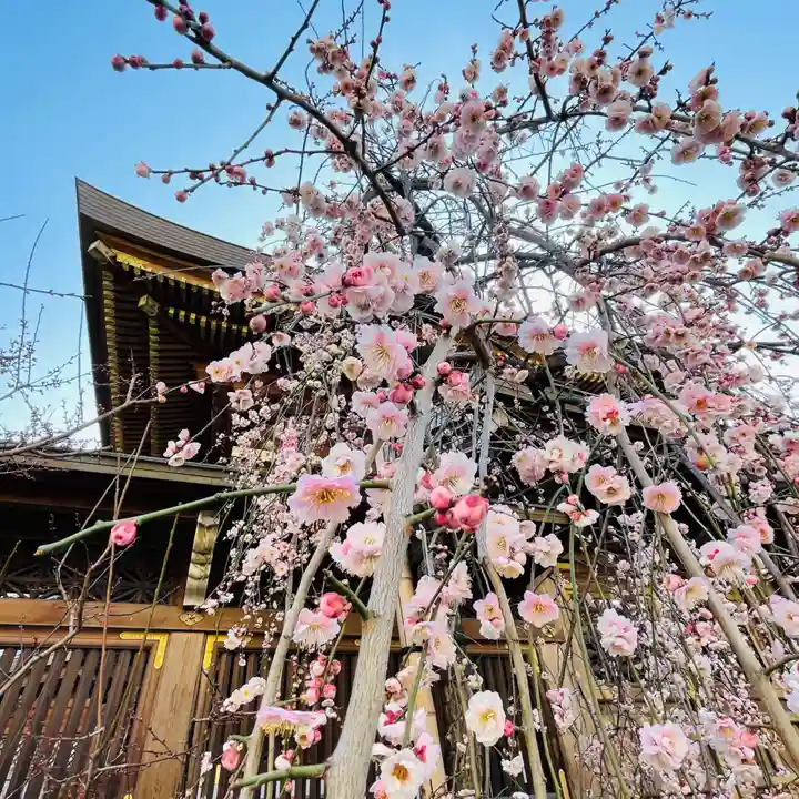 湯島天満宮の自然