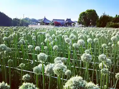真言宗　善通寺派　薬王寺(香川県)