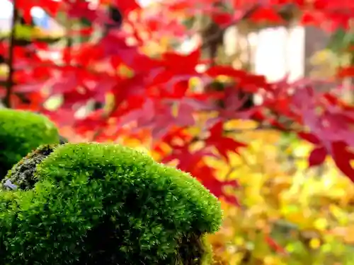 如法寺（鳥追観音）の自然