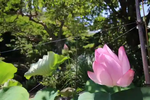 圓乗院(東京都)