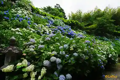 観音寺のその他建物