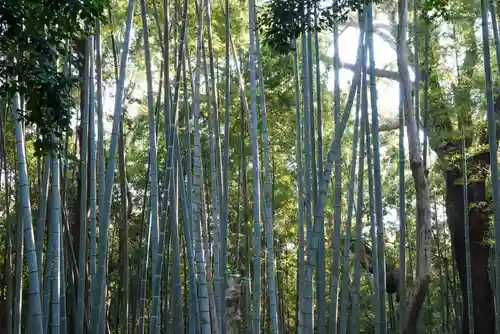 石清水八幡宮の自然