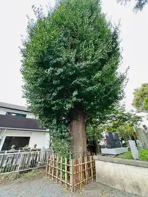 相模原氷川神社(神奈川県)