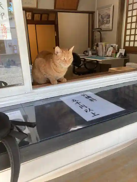 鵠沼伏見稲荷神社の動物