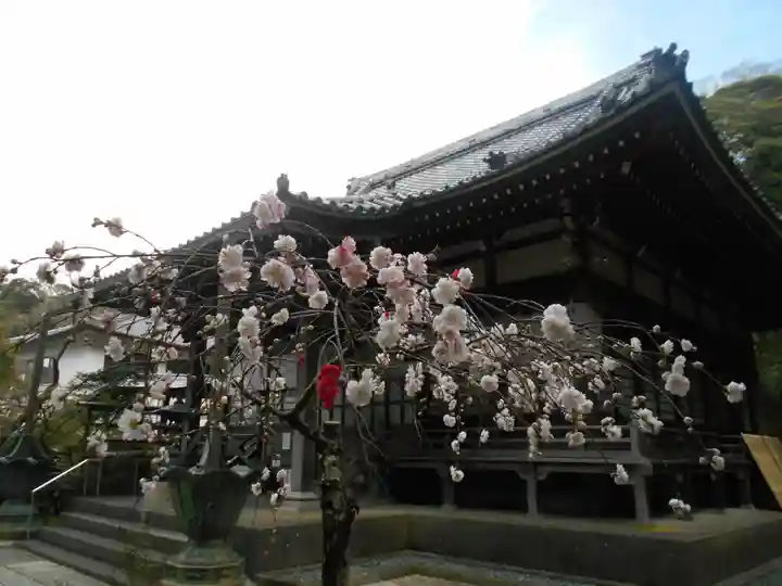 安國論寺(安国論寺)の自然