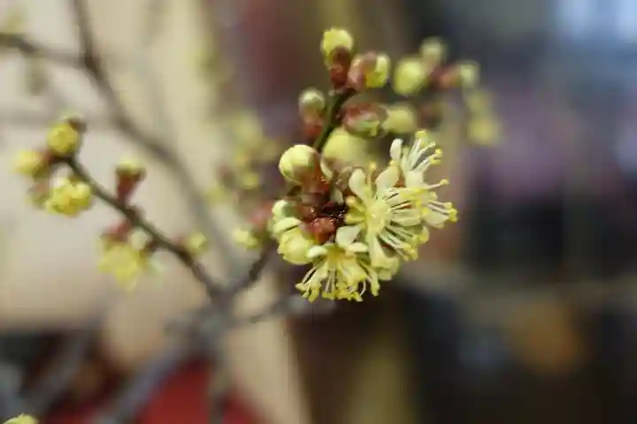菅原天満宮(菅原神社)の自然