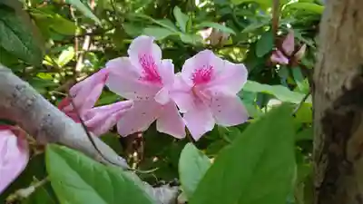 加茂神社の自然