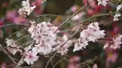 平野神社の自然