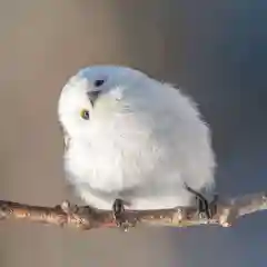 帯廣神社の動物