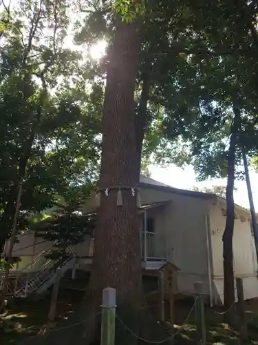 金ヶ作熊野神社の自然