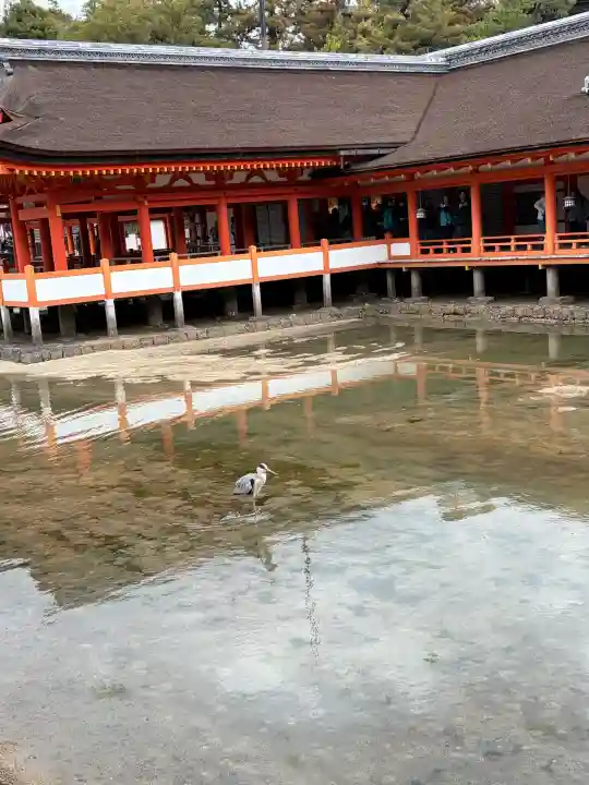 厳島神社の{uncategorized: "未分類", other: "その他", undefined: "問題あり", building: "その他建物", grave: "お墓", sacred_gate: "鳥居", guardian: "狛犬", statue: "像", buddha: "仏像", history: "歴史", nature: "自然", garden: "庭園", animal: "動物", pagoda: "塔", temizu: "手水舎", mountain_gate: "山門・神門", sanctuary: "本殿・本堂", subordinate: "末社・摂社", art: "芸術", scenery: "景色", jizo: "地蔵", ema: "絵馬", goshuin: "御朱印", omikuji: "おみくじ", items: "授与品その他", amulet: "お守り", goshuincho: "御朱印帳", eats: "食事", festival: "お祭り", votive_dance: "神楽", shichigosan: "七五三参", wedding: "結婚式", experience: "体験その他", initially: "初詣", around: "周辺", anti_infection: "感染症対策"}