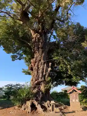 八幡神社の自然