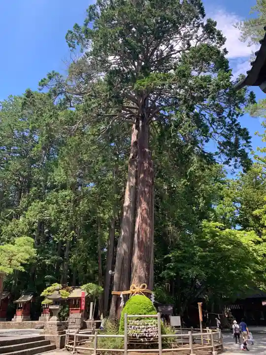 北口本宮冨士浅間神社の自然