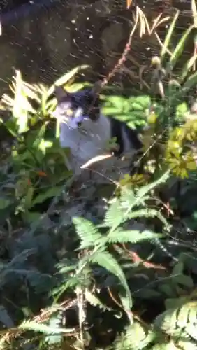 泉野菅原神社(石川県)