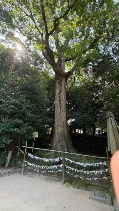 宇治上神社のおみくじ