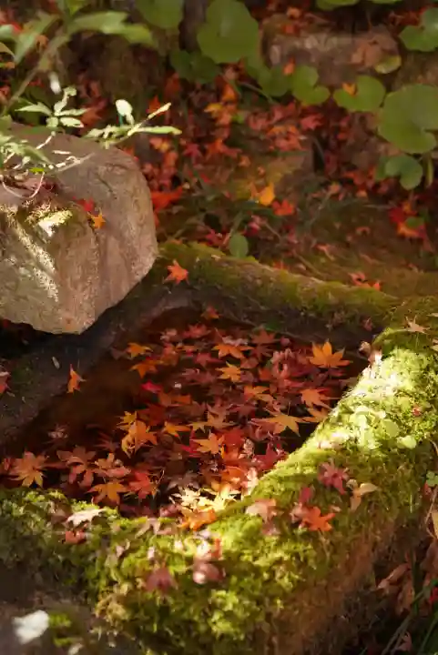 常寂光寺(京都府)
