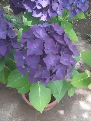 長谷寺(神奈川県)