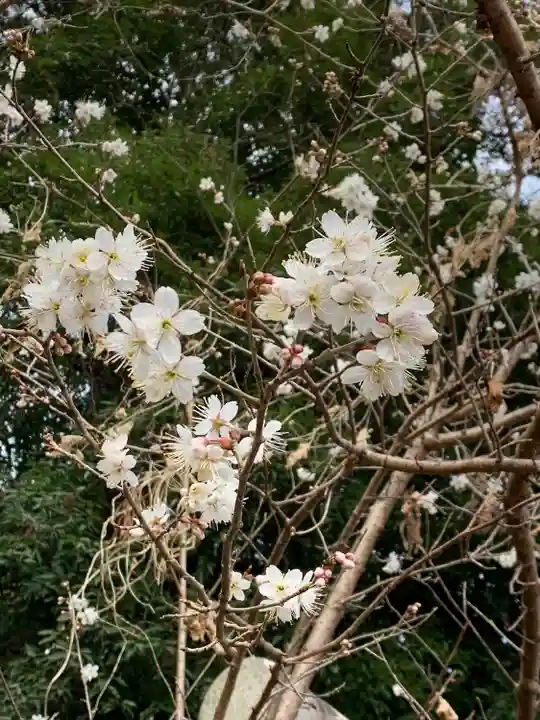 鷲宮神社の自然