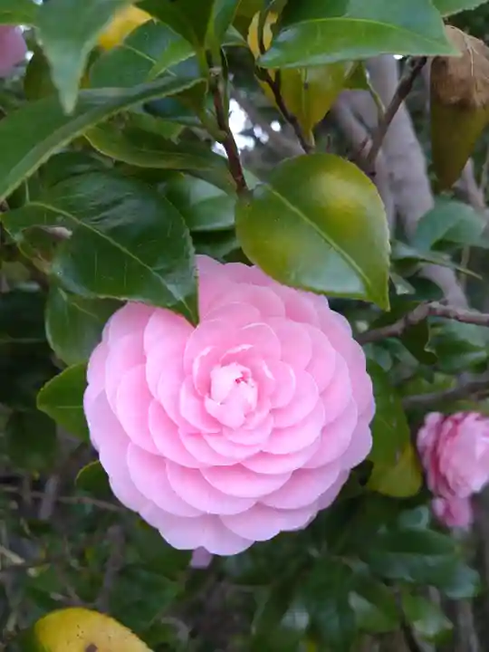 足高神社の自然