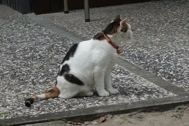 松山神社の動物