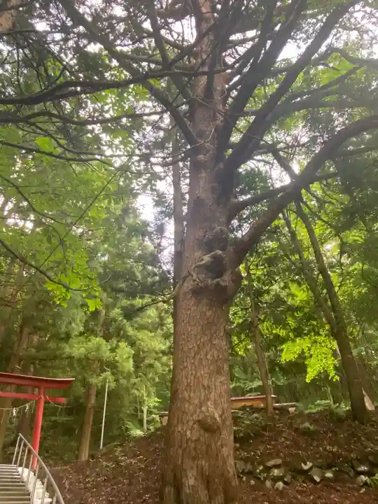 月山神社の自然