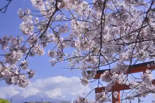 富士山本宮浅間大社の自然